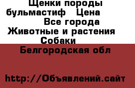 Щенки породы бульмастиф › Цена ­ 25 000 - Все города Животные и растения » Собаки   . Белгородская обл.